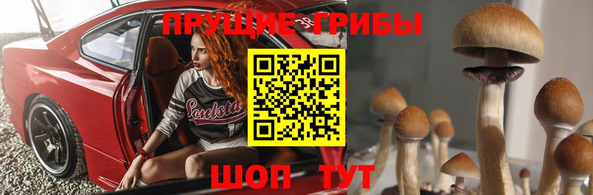 Псилоцибиновые грибы Psilocybine cubensis Шелехов